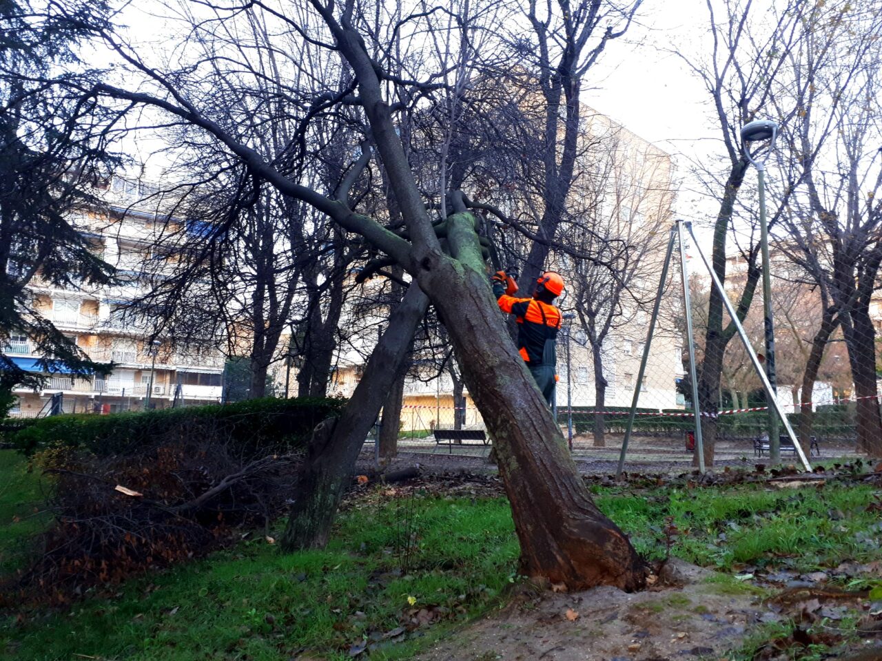 talas en ciudad